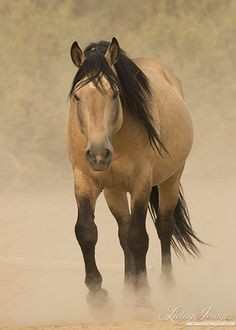 Buckskin