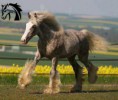 /album/fotogalerie/a69392-283583395074681-618252137-n-jpg/